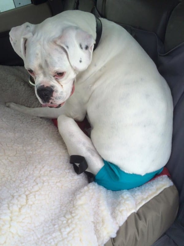 He Posts A ‘Goodbye Letter’ From His Dog. What It Says Is Quickly Going Viral! - picture 4