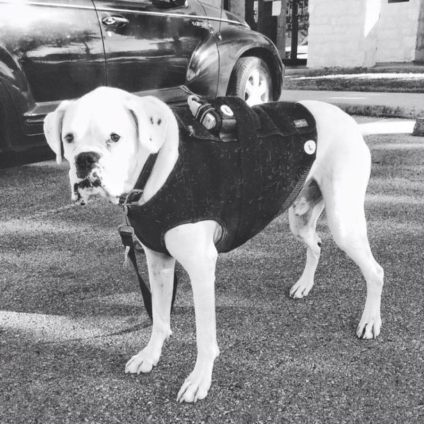 He Posts A ‘Goodbye Letter’ From His Dog. What It Says Is Quickly Going Viral! - picture 6