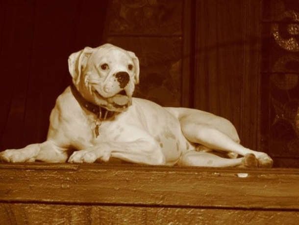 He Posts A ‘Goodbye Letter’ From His Dog. What It Says Is Quickly Going Viral! - picture 8