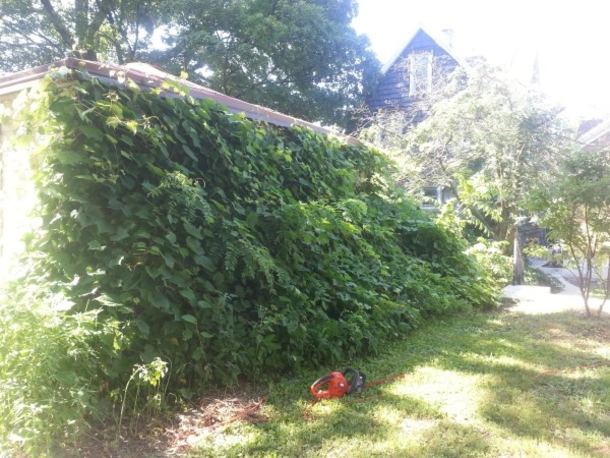He Put 6 Poles In The Ground, But The End   Results Are Stunning! - picture 2