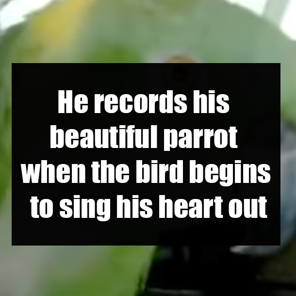 He records his beautiful parrot when the bird begins to sing his heart out