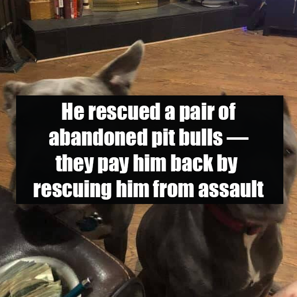 He rescued a pair of abandoned pit bulls — they pay him back by rescuing him from assault