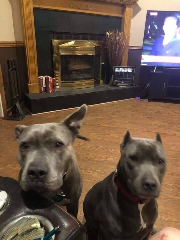 He rescued a pair of abandoned pit bulls — they pay him back by rescuing him from assault - picture 2