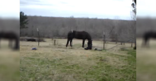 He Rushes Over After His Horse Makes Strange Noises, Quickly Realizes What’s Happening - picture 2