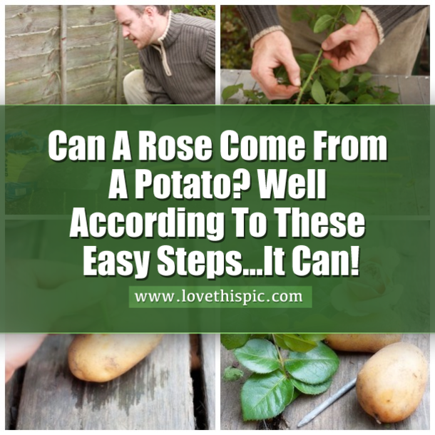 He Sticks A Rose In A Potato And Then Plants It. One Week Later, Something Really Unique Grows...