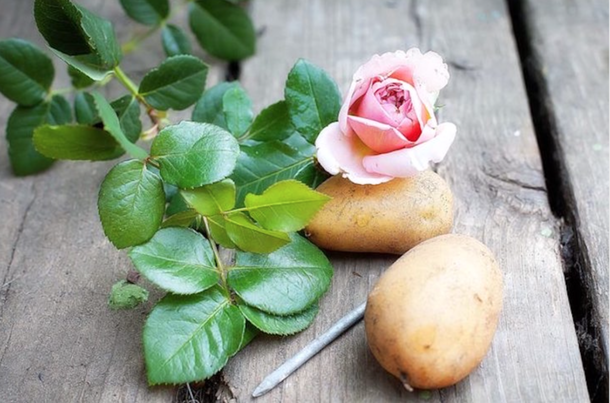 He Sticks A Rose In A Potato And Then Plants It. One Week Later, Something Really Unique Grows... - picture 11
