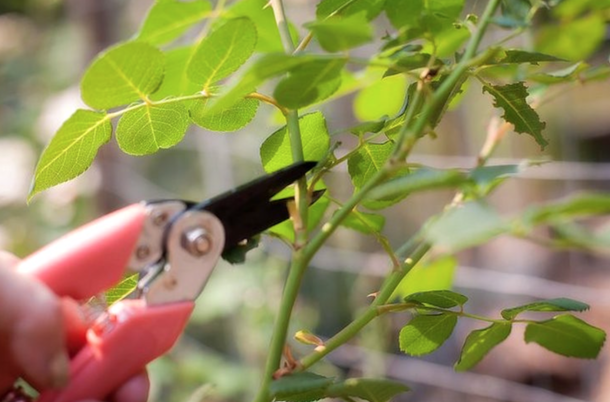 He Sticks A Rose In A Potato And Then Plants It. One Week Later, Something Really Unique Grows... - picture 3