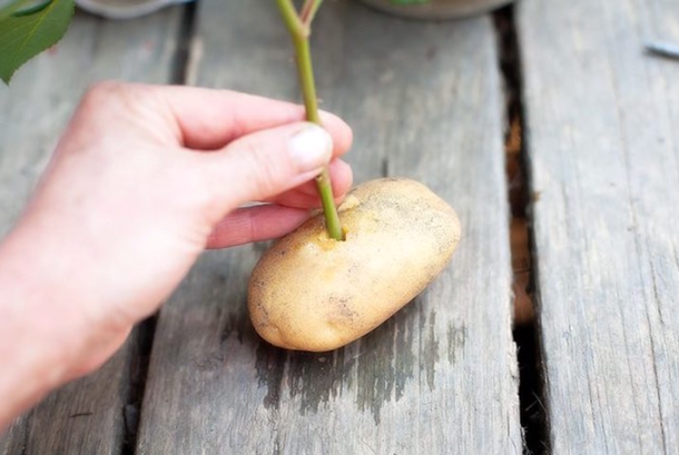 He Sticks A Rose In A Potato And Then Plants It. One Week Later, Something Really Unique Grows... - picture 5