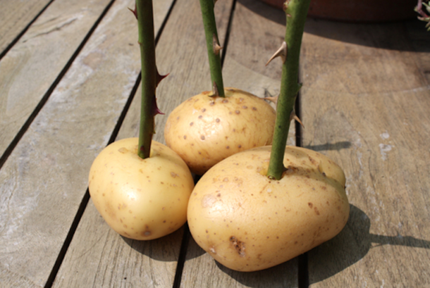 He Sticks A Rose In A Potato And Then Plants It. One Week Later, Something Really Unique Grows... - picture 6