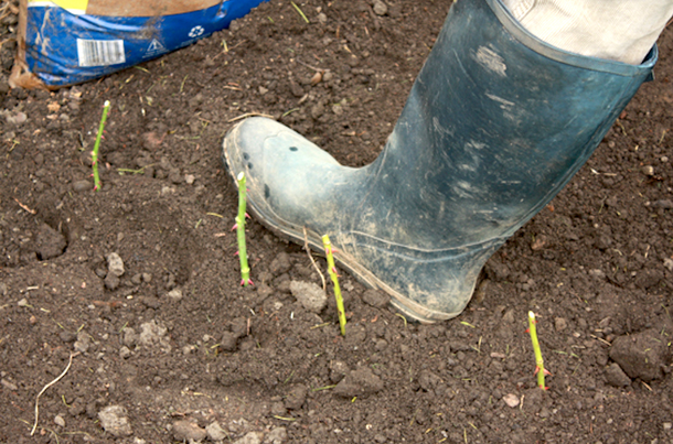He Sticks A Rose In A Potato And Then Plants It. One Week Later, Something Really Unique Grows... - picture 8