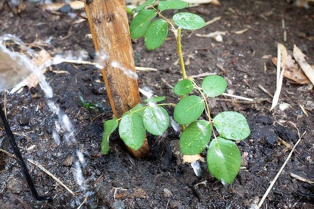 He Sticks A Rose In A Potato And Then Plants It. One Week Later, Something Really Unique Grows... - picture 9