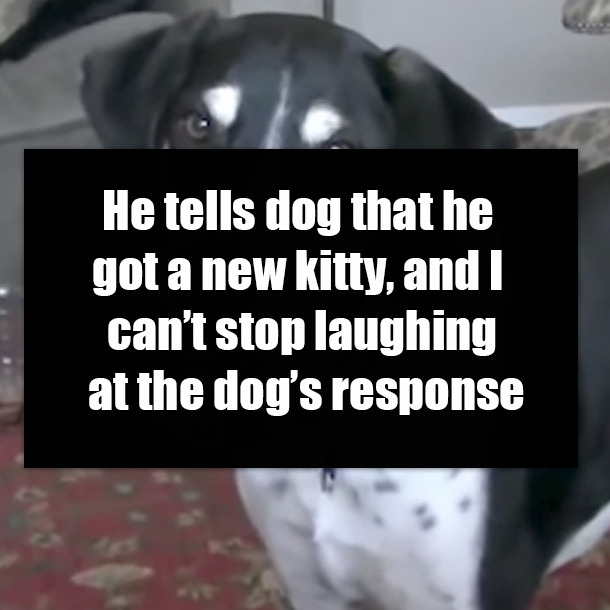 He tells dog that he got a new kitty, and I can’t stop laughing at the dog’s response
