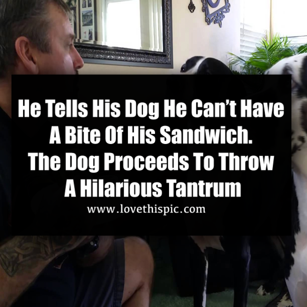 He Tells His Dog He Can’t Have A Bite Of His Sandwich. The Dog Proceeds To Throw A Hilarious Tantrum
