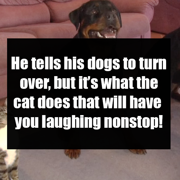He tells his dogs to turn over, but it’s what the cat does that will have you laughing nonstop!