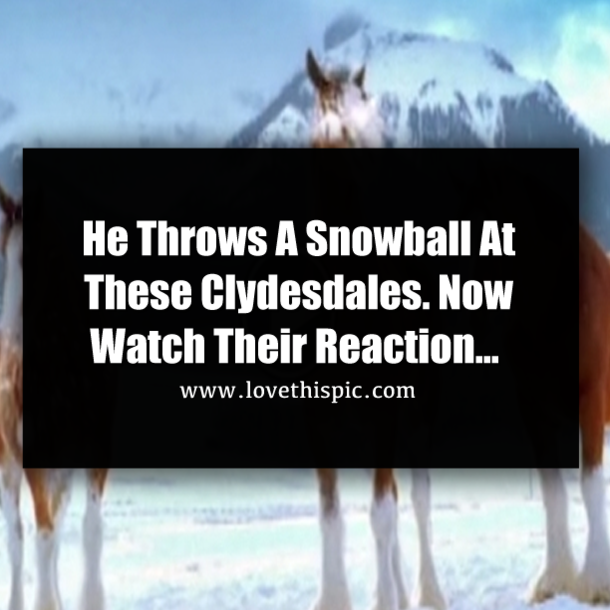 He Throws A Snowball At These Clydesdales. Now Watch Their Reaction…