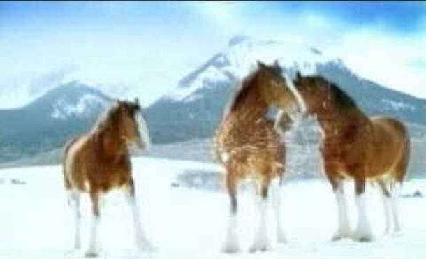 He Throws A Snowball At These Clydesdales. Now Watch Their Reaction… - picture 2