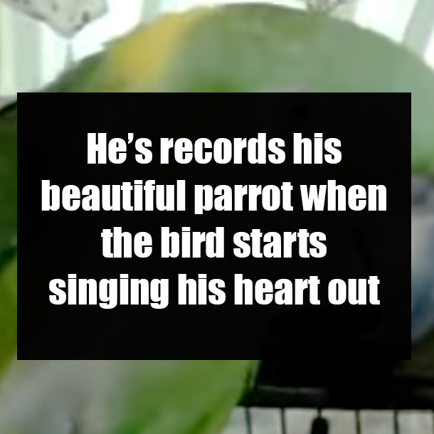 He’s records his beautiful parrot when the bird starts singing his heart out