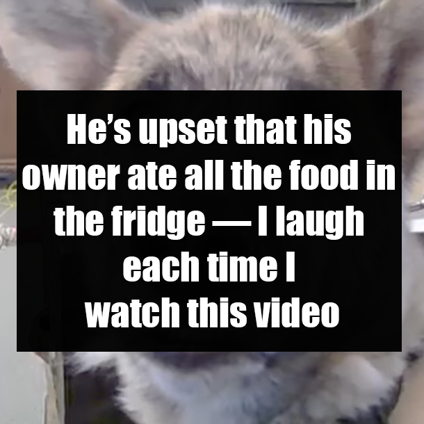 He’s upset that his owner ate all the food in the fridge — I laugh each time I watch this video