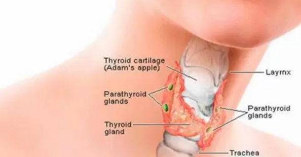 Heal Your Thyroid With Coconut Oil Fast & Easy! - picture 2