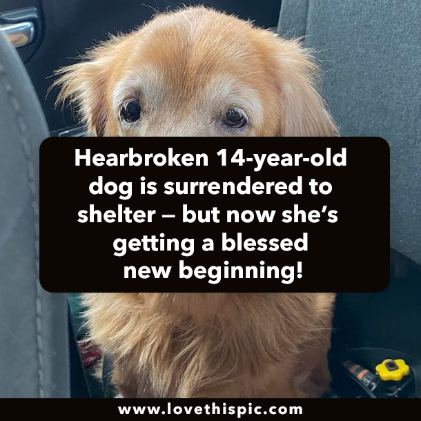 Hearbroken 14-year-old dog is surrendered to shelter — but now she’s getting a blessed new beginning!