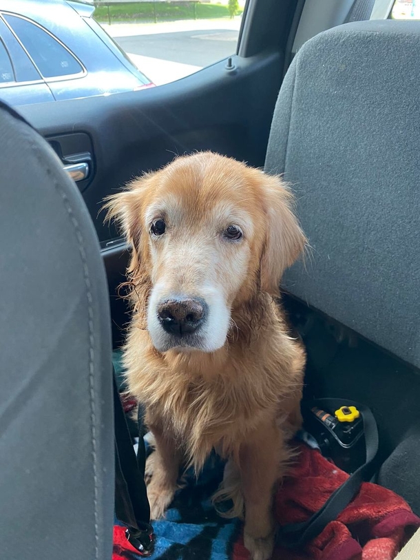 Hearbroken 14-year-old dog is surrendered to shelter — but now she’s getting a blessed new beginning! - picture 2
