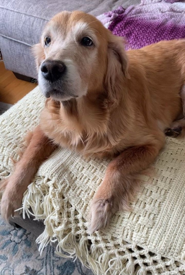 Hearbroken 14-year-old dog is surrendered to shelter — but now she’s getting a blessed new beginning! - picture 3