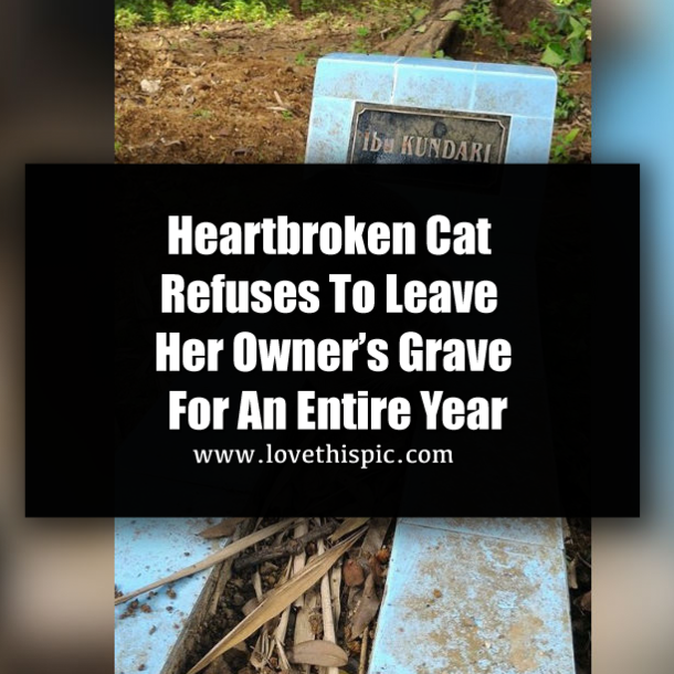 Heartbroken Cat Refuses To Leave Her Owner’s Grave For An Entire Year