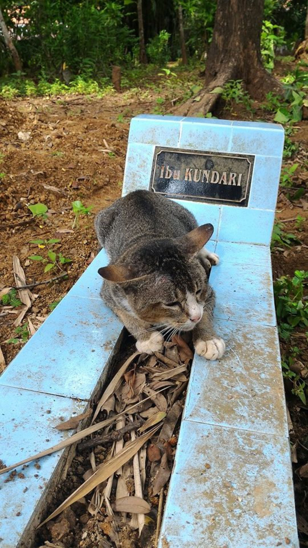 Heartbroken Cat Refuses To Leave Her Owner’s Grave For An Entire Year - picture 2