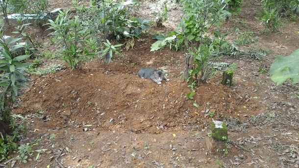 Heartbroken Cat Refuses To Leave Her Owner’s Grave For An Entire Year - picture 4