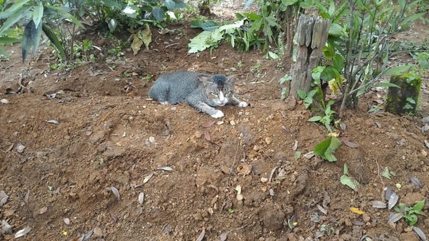 Heartbroken Cat Refuses To Leave Her Owner’s Grave For An Entire Year - picture 5