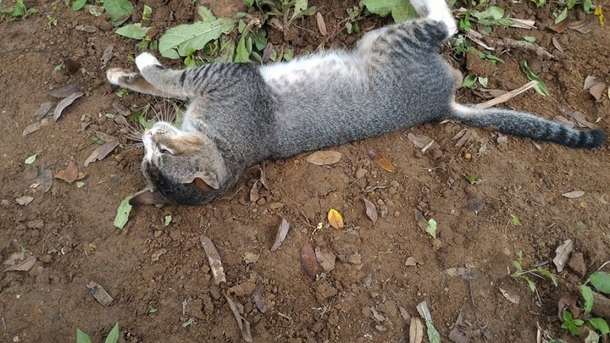 Heartbroken Cat Refuses To Leave Her Owner’s Grave For An Entire Year - picture 6