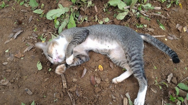 Heartbroken Cat Refuses To Leave Her Owner’s Grave For An Entire Year - picture 7