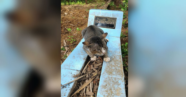 Heartbroken Cat Refuses To Leave Her Owner’s Grave For An Entire Year - picture 8