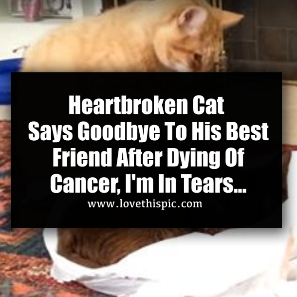 Heartbroken Cat Says Goodbye To His Best Friend After Dying Of Cancer, I'm In Tears...