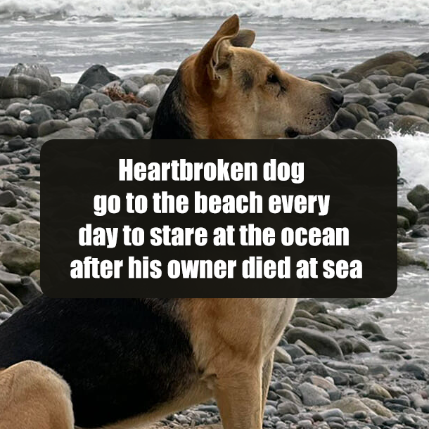 Heartbroken dog go to the beach every day to stare at the ocean after his owner died at sea