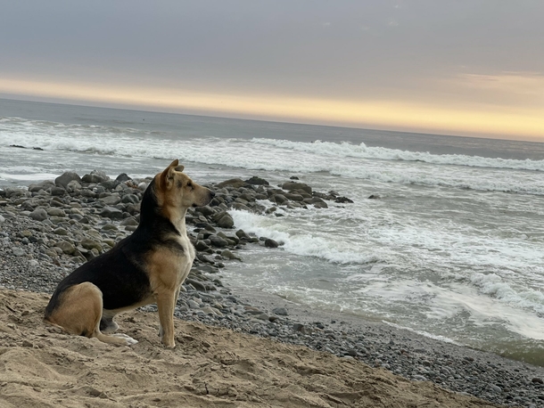 Heartbroken dog go to the beach every day to stare at the ocean after his owner died at sea - picture 2