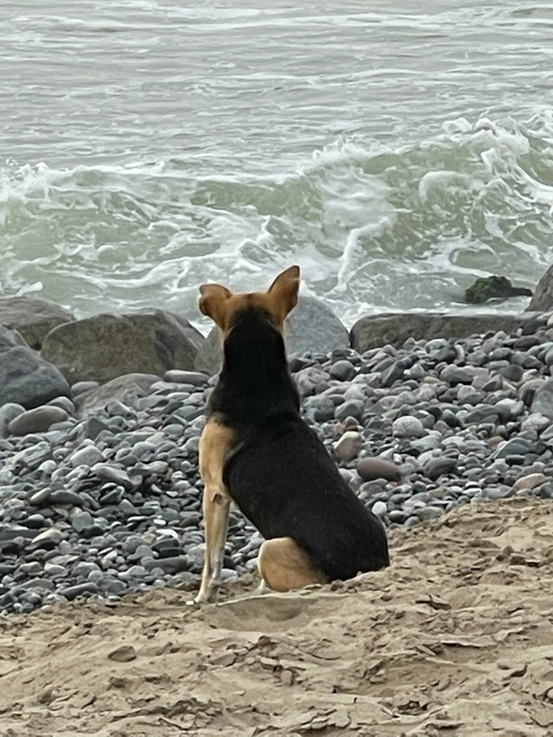 Heartbroken dog go to the beach every day to stare at the ocean after his owner died at sea - picture 3