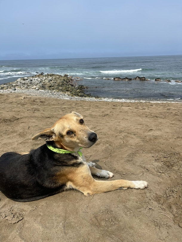 Heartbroken dog go to the beach every day to stare at the ocean after his owner died at sea - picture 4