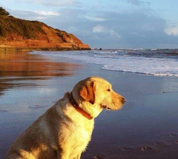 Heartbroken dog owner creates free tennis ball stand in honor of “goodest of good dogs” - picture 2