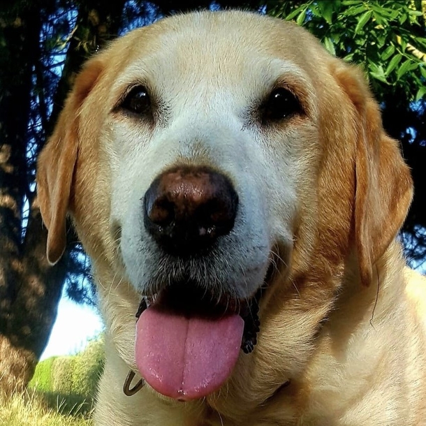 Heartbroken dog owner creates free tennis ball stand in honor of “goodest of good dogs” - picture 3