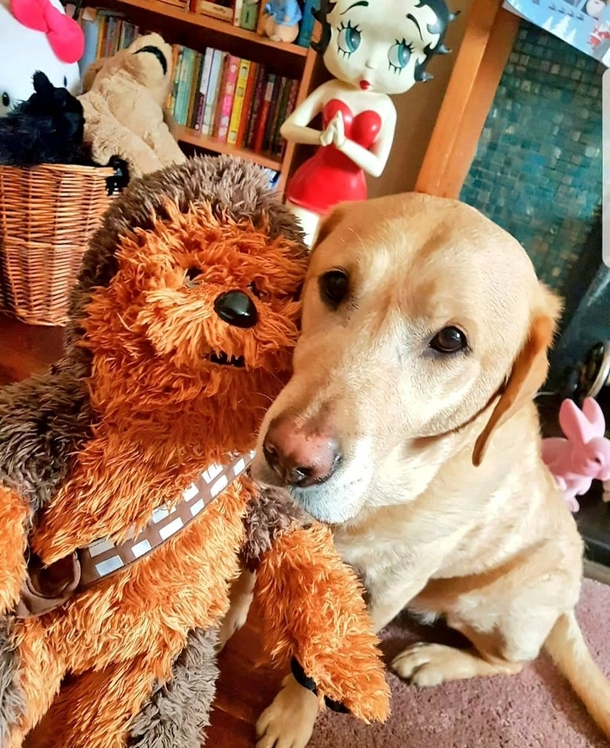 Heartbroken dog owner creates free tennis ball stand in honor of “goodest of good dogs” - picture 5