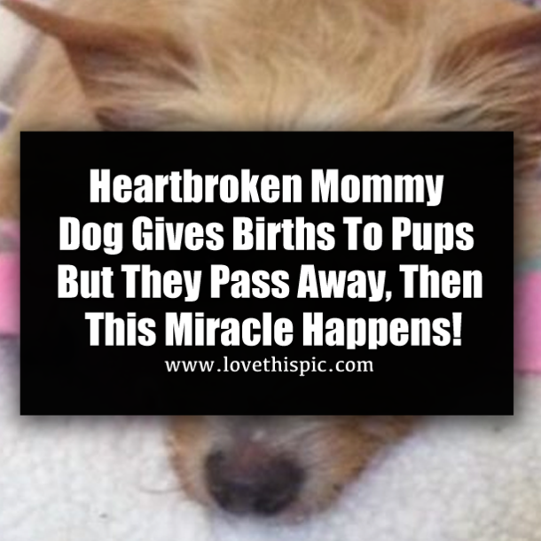 Heartbroken Mommy Dog Gives Births To Pups But They Pass Away, Then This Miracle Happens!