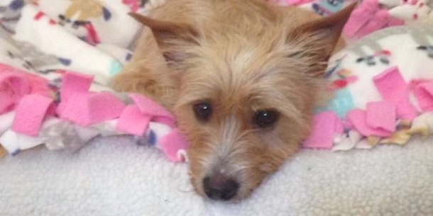 Heartbroken Mommy Dog Gives Births To Pups But They Pass Away, Then This Miracle Happens! - picture 2