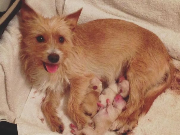 Heartbroken Mommy Dog Gives Births To Pups But They Pass Away, Then This Miracle Happens! - picture 3