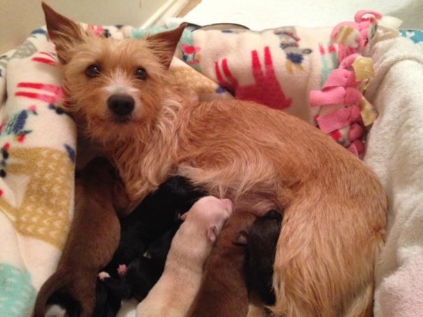 Heartbroken Mommy Dog Gives Births To Pups But They Pass Away, Then This Miracle Happens! - picture 4
