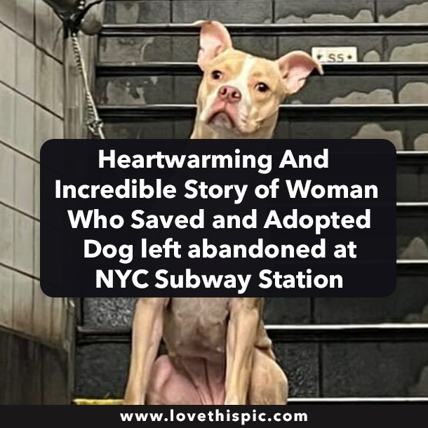 Heartwarming And Incredible Story of Woman Who Saved and Adopted Dog left abandoned at NYC Subway Station