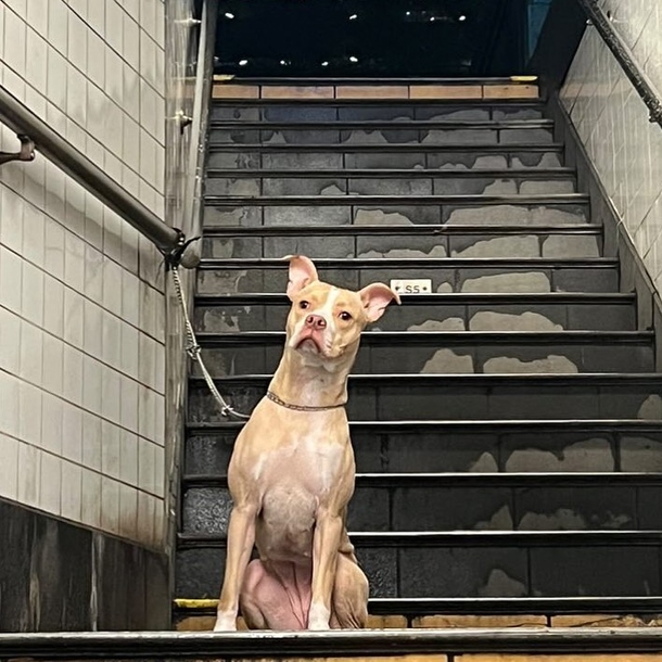 Heartwarming And Incredible Story of Woman Who Saved and Adopted Dog left abandoned at NYC Subway Station - picture 2