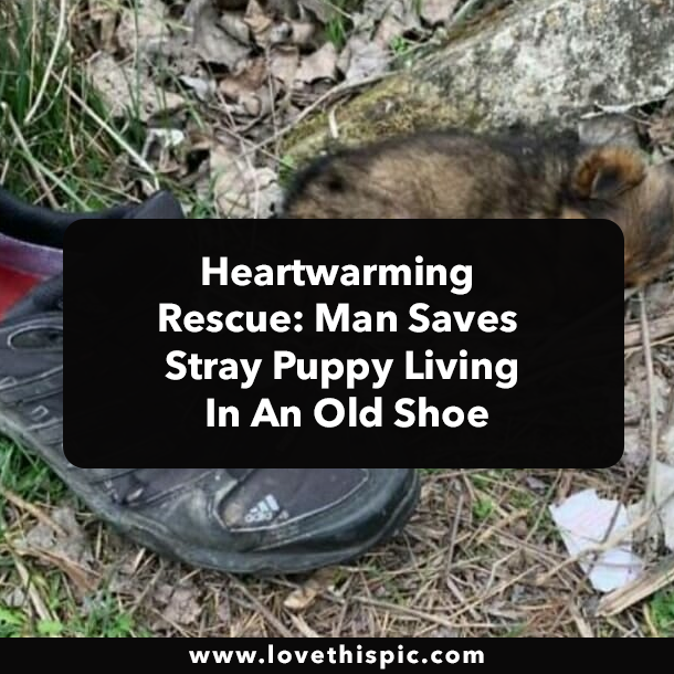 Heartwarming Rescue: Man Saves Stray Puppy Living In An Old Shoe