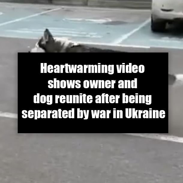 Heartwarming video shows owner and dog reunite after being separated by war in Ukraine