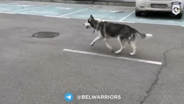 Heartwarming video shows owner and dog reunite after being separated by war in Ukraine - picture 2